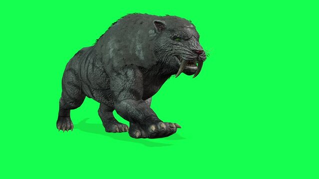 animation - Detailed 3D model of a Sabertooth Tiger with snarling expression isolated on a green chroma key background.