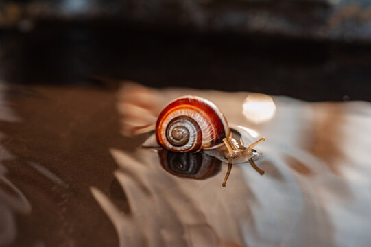The Snail