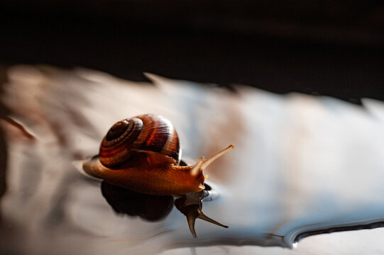 The Snail
