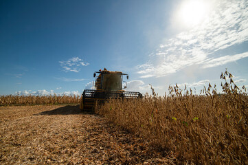 Harvesting of soybean