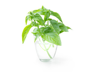 Fresh basil sprig in glass of water isolated on white background.