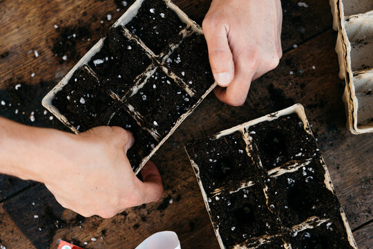 Men's hands fill pots for seedlings with ground