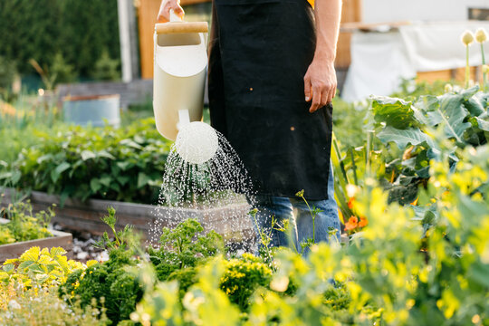 A man is watering a vegetable garden