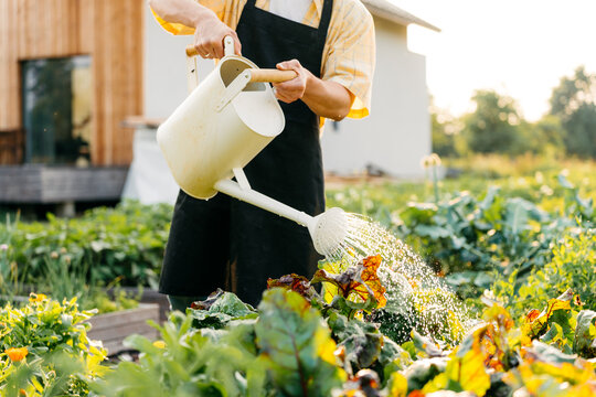 A man is watering a vegetable garden