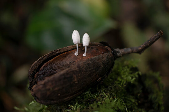 Two small mushrooms on a seed