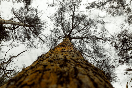 Low-angle shot of a tree