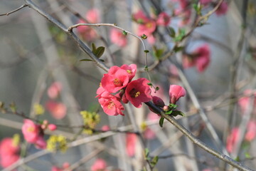 Fleurs roses fushia