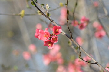 Fleurs roses fushia