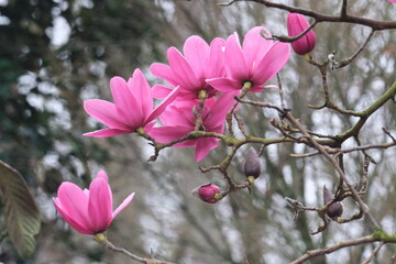 Fleurs roses