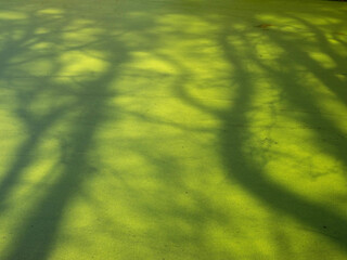 tree shadows on duckweed in forest pond - 751285797