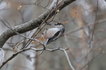 Long-tailed Tit has a little cute mouth,and cute