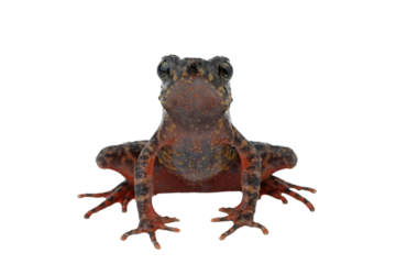 Bleeding Toad or Leptophryne cruentata closeup on isolated background, Leptophryne cruentata closeup on isolated background, Indonesian toad, Bleeding toad