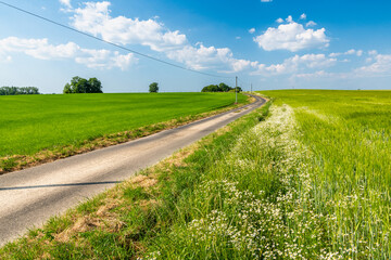 Route de campagne bordée par des graminées, matricaire, chénopode, herbe