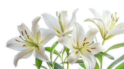 Elegant white lilies isolated on a white background, with ample copy space ideal for spring-themed designs or Easter holiday greetings