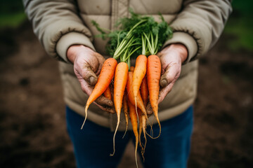 Close view of farmer's weathered hands holding a handful of freshly harvested carrots. Generative AI - obrazy, fototapety, plakaty