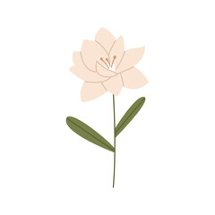 Peony flower illustration