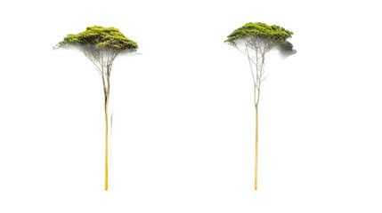A row of isolated trees of different species with different foliage colors and crown shapes, located on the same line.
Concept: visual material for studying different types of trees and their characte