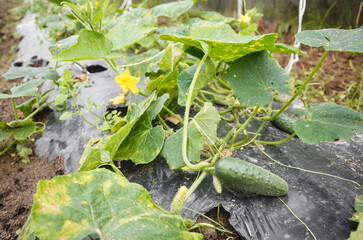 Close up picture of cucumber on patch covered with plastic mulch, greenhouse cultivation, selective focus.