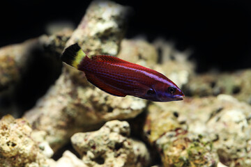 Juvenile chiseltooth wrasse (Pseudodax moluccanus)