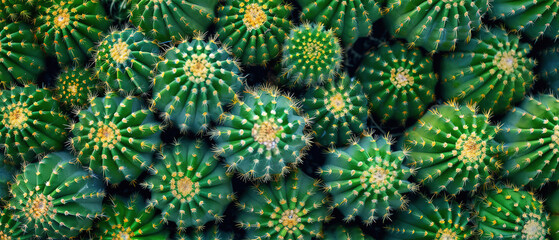 Obraz premium wallpaper of minimalistic macro of a cactus with background