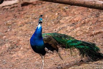 Obraz premium peacock with feathers