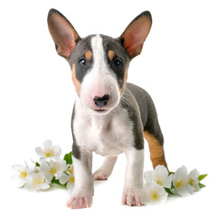 portrait of a bull terrier dog puppy, standing isolated on white background, cut out