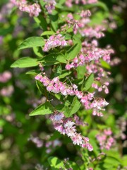 Deutzia scabra fuzzy deutzia plant.