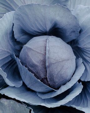 Red cabbage