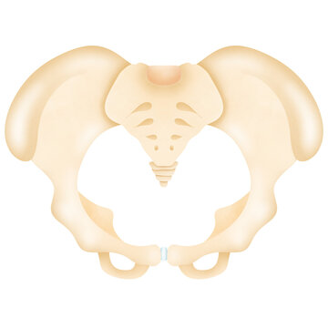 pelvic bone and coccyx.  Pelvic anterior view. 