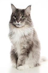 An adult purebred Maine Coon cat poses on a white background.