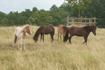 Obraz premium a group of Icelandic horses in the tall grass