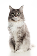 An adult maine coon cat on a white background.