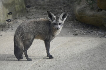 Animal de zoo