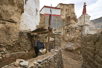 Old houses at Lamayouro village in Ladakh, India