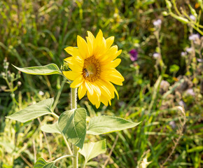 Blühendes Sonnenblumenfeld an einem Sommertag
