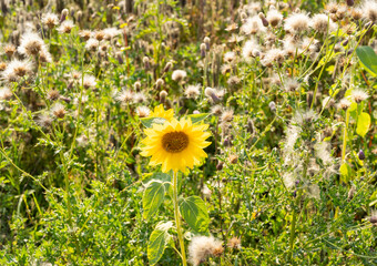 Blühendes Sonnenblumenfeld an einem Sommertag