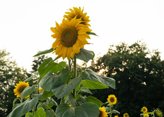 Bl&uuml;hendes Sonnenblumenfeld an einem Sommertag