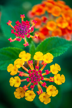 lantana in bloom