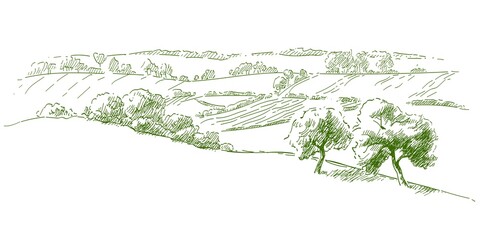 Grass on the fields hill landscape. Set of fruit trees: olive, apple, plum, apricot. Orchard, grove. Realistic black and white vintage sketch illustration