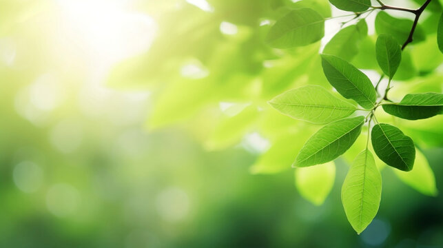 Close-up view of fresh green leaves on blurred greenery background in sunlight.