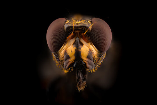 Portrait of a fly