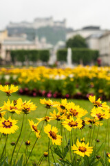 Blooming flowers in Mirabell Gardens in Salzburg in the early summer sunny day