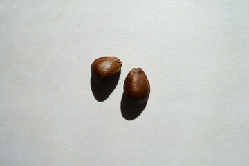 Closeup of two hard dark brown bean-like glossy seeds of cherimoya