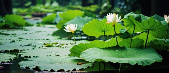A cluster of water lilies in various stages of blooming floating on the surface of a pond. The vibrant pink and white flowers contrast against the green leaves. - Powered by Adobe