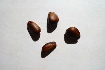 Top view of four hard dark brown bean-like glossy seeds of cherimoya