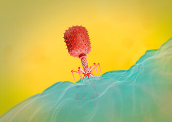 Bacteriophage Escherichia Virus T4 infecting an E.Coli bacteria. The virus infects and replicates within bacteria and can be used for phage therapy. 3d illustration