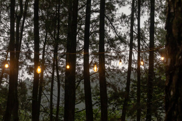 View of a pine forest with bright retro incandescent lamps