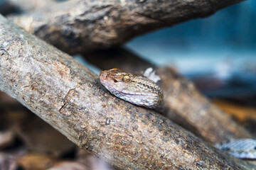 snake in a tree