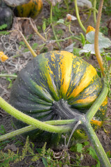 Close up of a pumpkin growing on a field, selective focus.