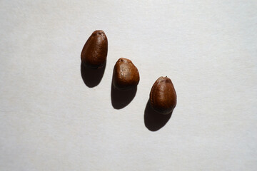 3 hard dark brown bean-like glossy seeds of cherimoya from above